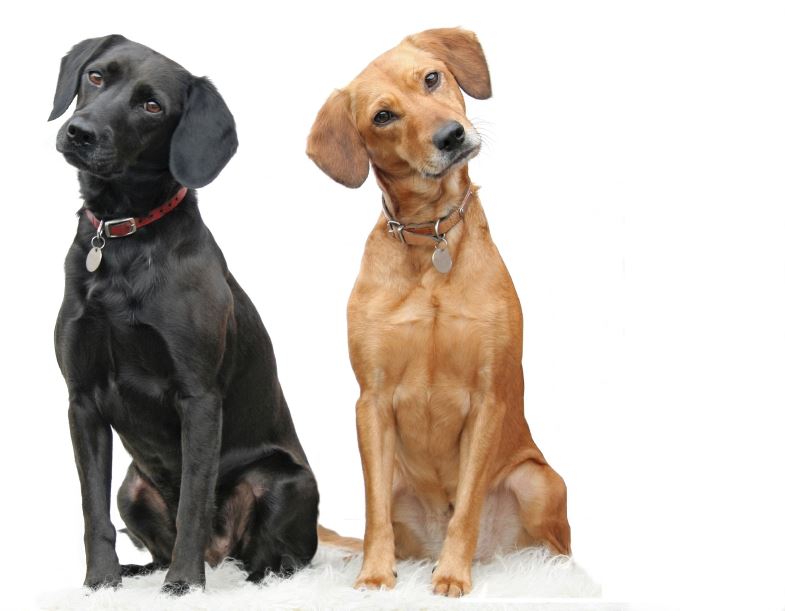 1 black and 1 tan dog sitting